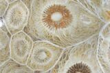 Polished Fossil Coral (Actinocyathus) - Morocco #84978-1